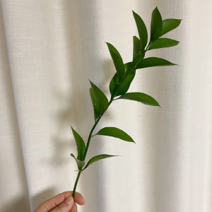 루스커스 유스커스 1줄기 꽃배달싼곳 양재꽃시장 생화택배 솔직 후기 | 실사용자 리뷰 분석 - 상품 이미지 1