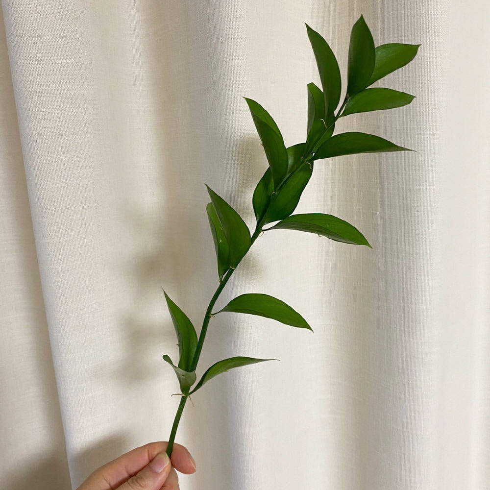 오후의 꽃 루스커스 유스커스 1줄기 생화