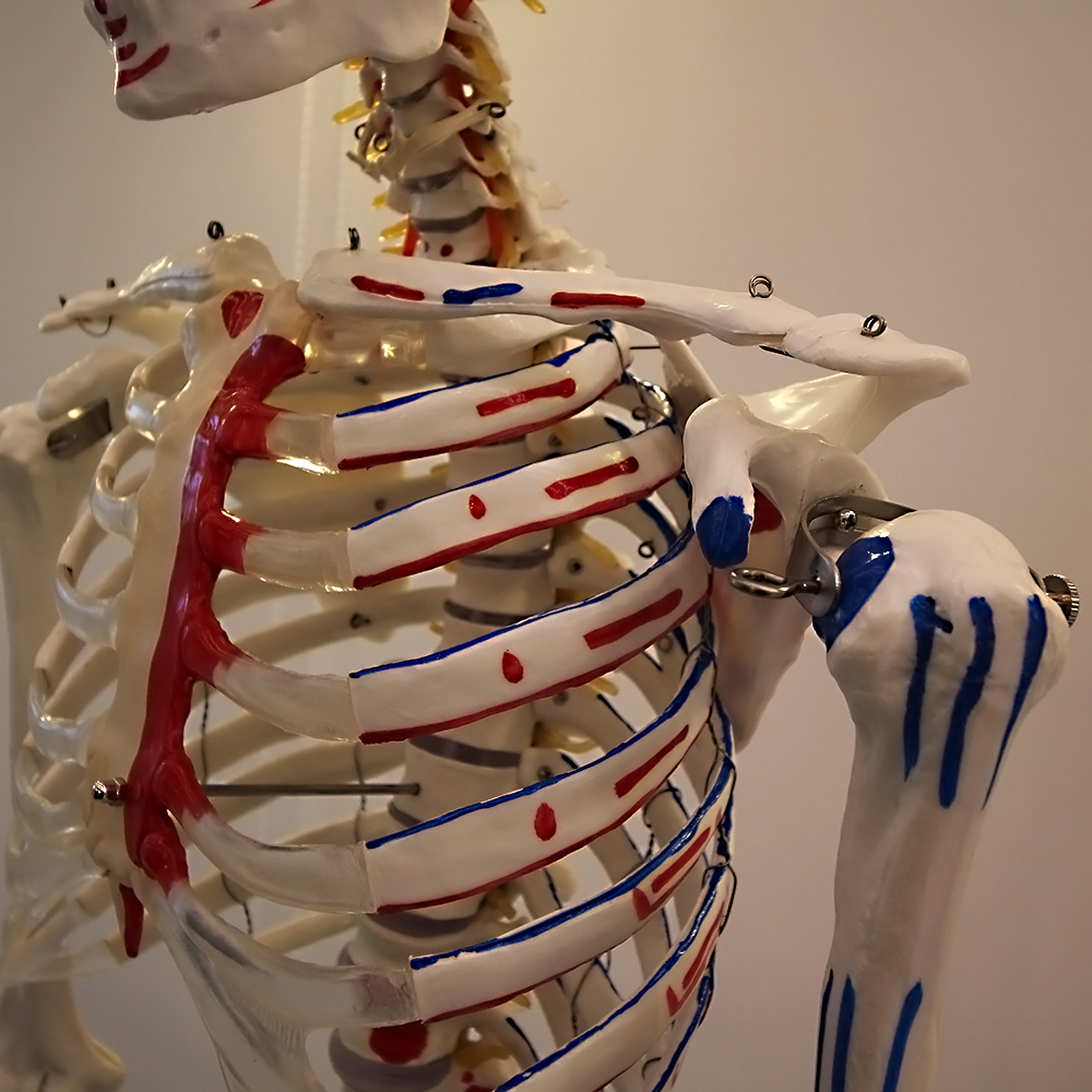 카르빈 해골모형 전신 골격 85cm - 상세 이미지 5