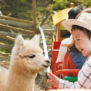 서울에서 출발: 루지 레이싱 또는 레일바이크와 함께하는 알파카 농장 방문 솔직 후기 | 실사용자 리뷰 분석 - 상품 이미지 1