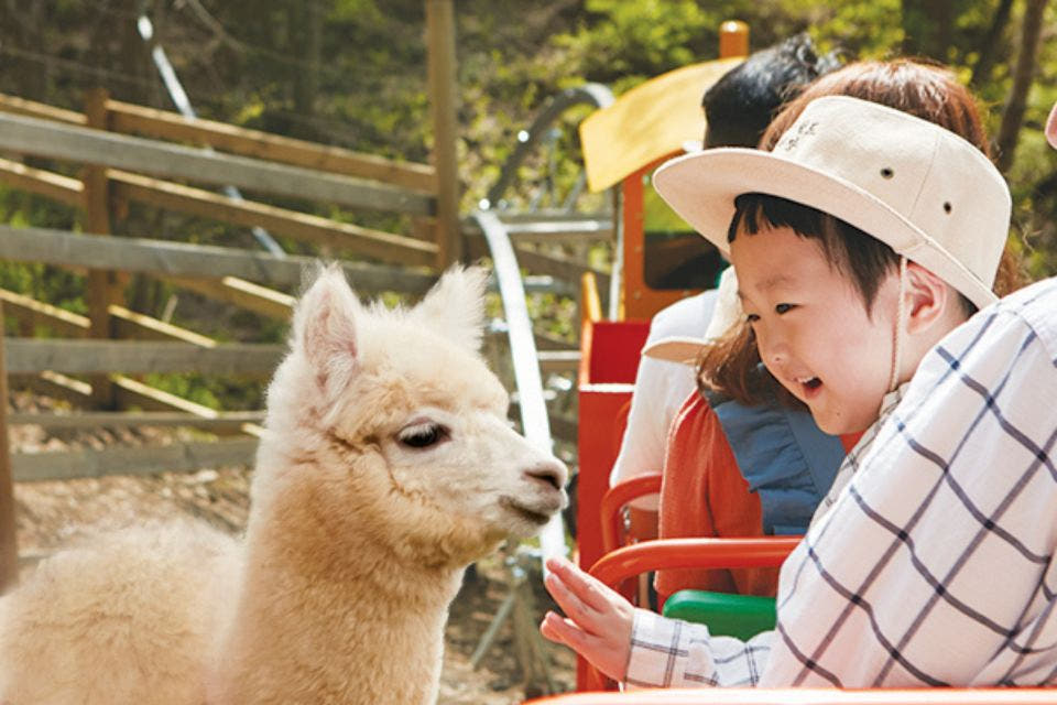 루지 레이싱 또는 레일바이크와 함께하는 알파카 농장 방문 가격 추이 뜨거운청춘 루지 레이싱 또는 레일바이크와 함께하는 알파카 농장 방문 - 최저가 100,000원