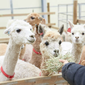 서울 알파카 월드 & 남이섬 (한국정원 옵션) 솔직 후기 | 실사용자 리뷰 분석 - 상품 이미지 1