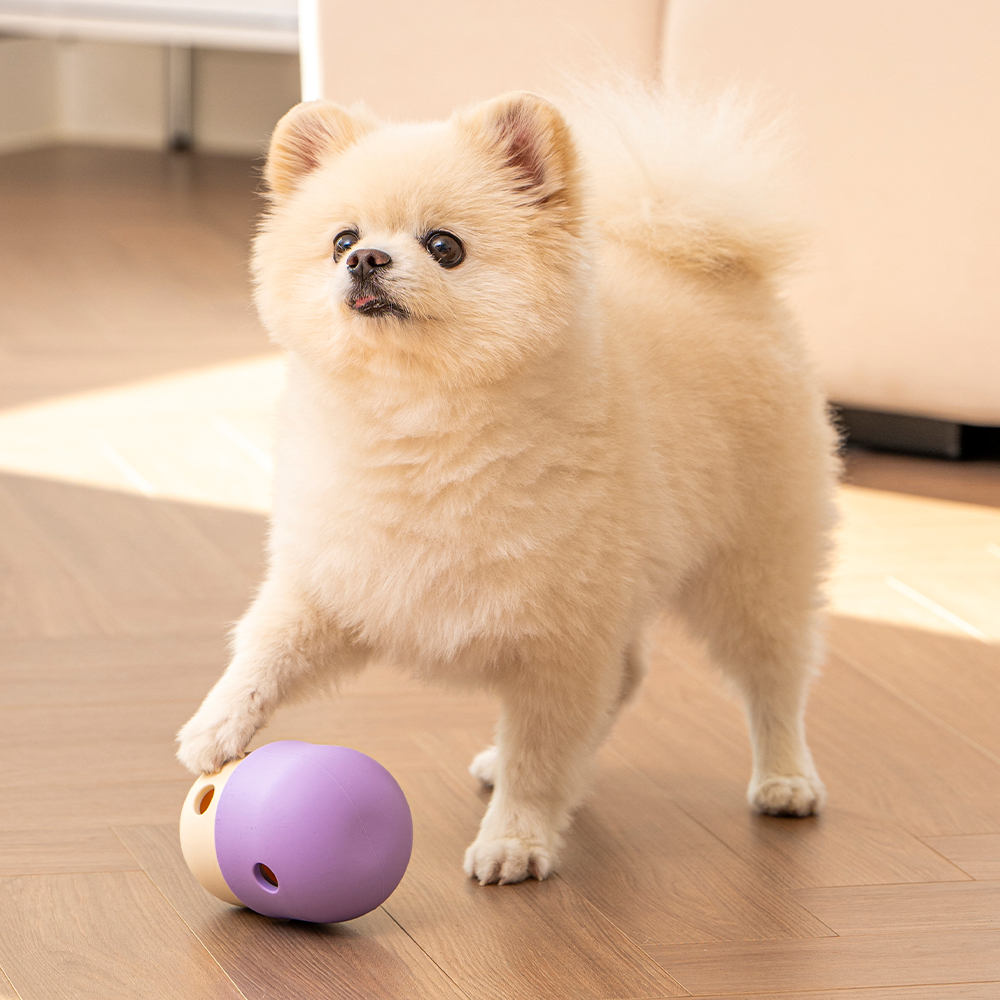 펫트리움 킁카 머쉬볼 노즈워크 장난감 분리불안