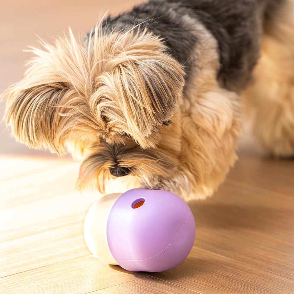 펫트리움 킁카 머쉬볼 노즈워크 장난감 분리불안