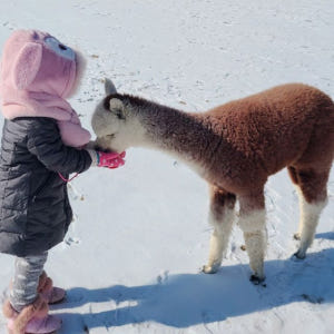 서울에서 출발: 루지 레이싱 또는 레일바이크와 함께하는 알파카 농장 방문 솔직 후기 | 실사용자 리뷰 분석 - 상품 이미지 3