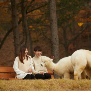 서울 알파카 월드 & 남이섬 (한국정원 옵션) 솔직 후기 | 실사용자 리뷰 분석 - 상품 이미지 2