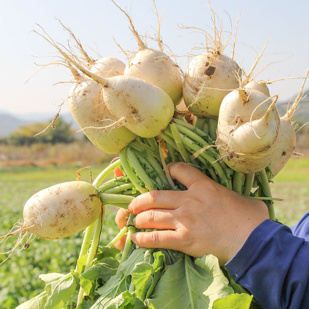 유기농 알타리 생 무우 약 5k