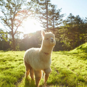 서울에서 출발: 루지 레이싱 또는 레일바이크와 함께하는 알파카 농장 방문 솔직 후기 | 실사용자 리뷰 분석 - 상품 이미지 4