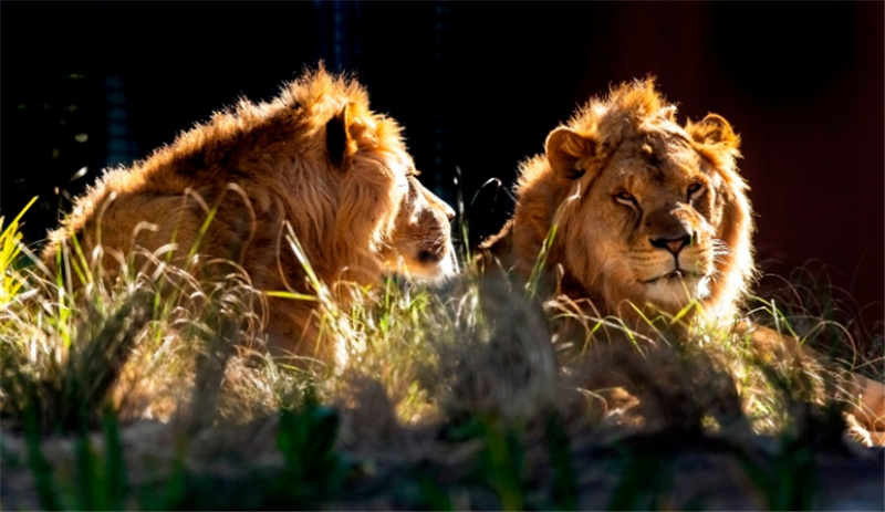 호주 시드니 타롱가 동물원 티켓 이미지 4
