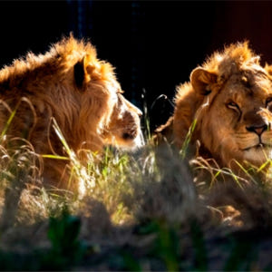 호주 시드니 타롱가 동물원 티켓 솔직 후기 | 실사용자 리뷰 분석 - 상품 이미지 4