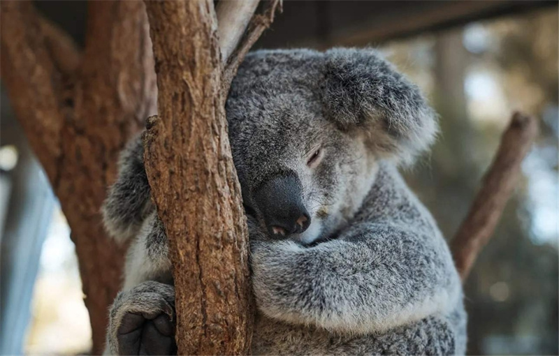 호주 시드니 타롱가 동물원 티켓 이미지 2