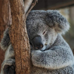 호주 시드니 타롱가 동물원 티켓 솔직 후기 | 실사용자 리뷰 분석 - 상품 이미지 2