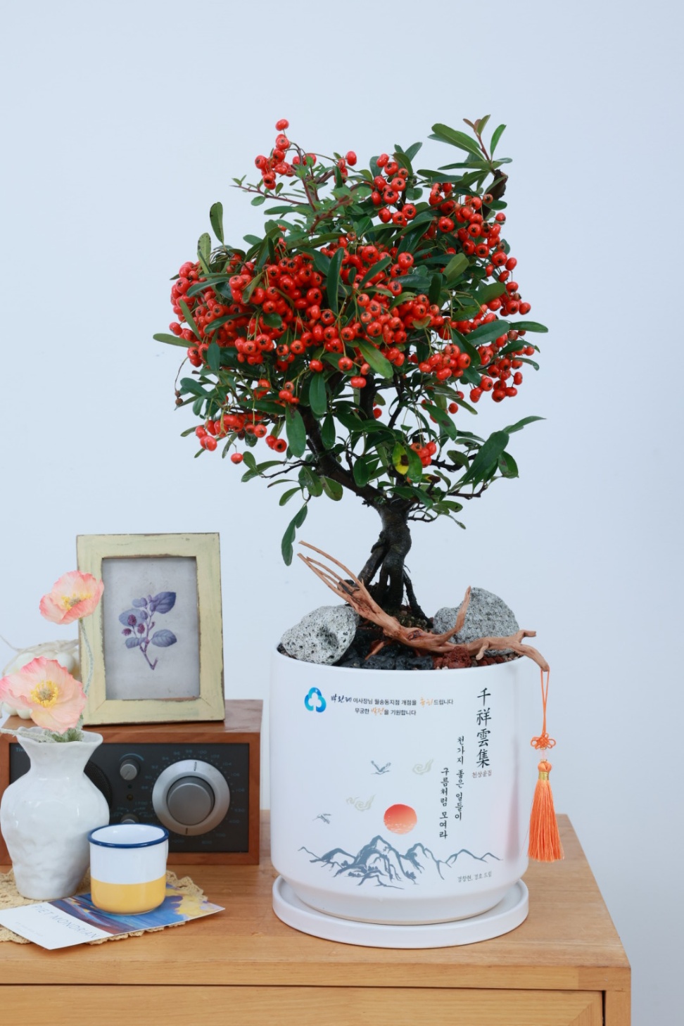 키우기쉬운개업화분 개관 은퇴 생일 가게화분 - 상품 이미지