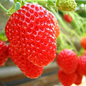 일본 도치기 & 군마 일일 투어 (도쿄 출발) 솔직 후기 | 실사용자 리뷰 분석 - 상품 이미지 4