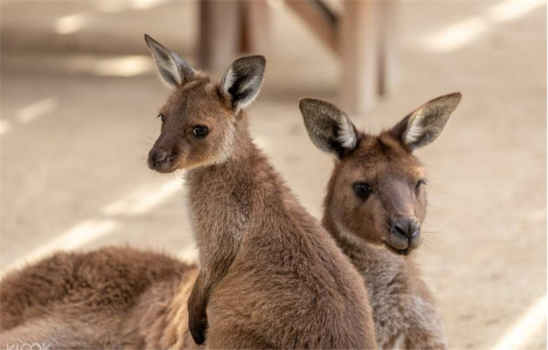 시드니 블루 마운틴 일일 투어 이미지 4