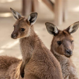 시드니 블루 마운틴 일일 투어 솔직 후기 | 실사용자 리뷰 분석 - 상품 이미지 4