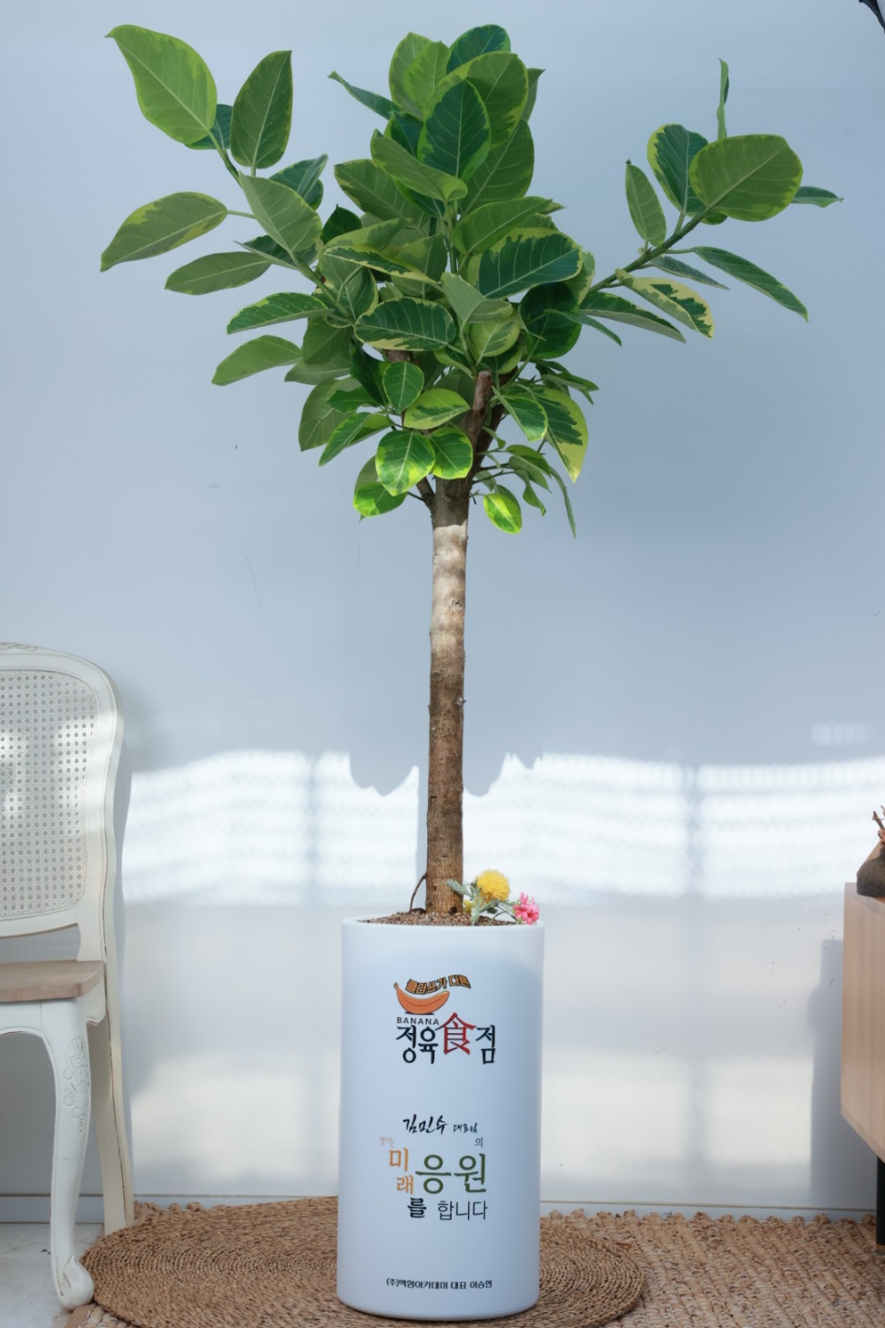 (안스리움) 합격 축하화분선물 개업문구 메세지화분 - 상세 이미지 2