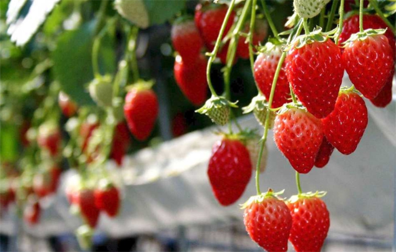 일본 도치기 & 군마 일일 투어 (도쿄 출발) 이미지 3