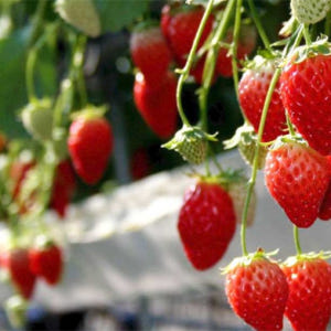 일본 도치기 & 군마 일일 투어 (도쿄 출발) 솔직 후기 | 실사용자 리뷰 분석 - 상품 이미지 3