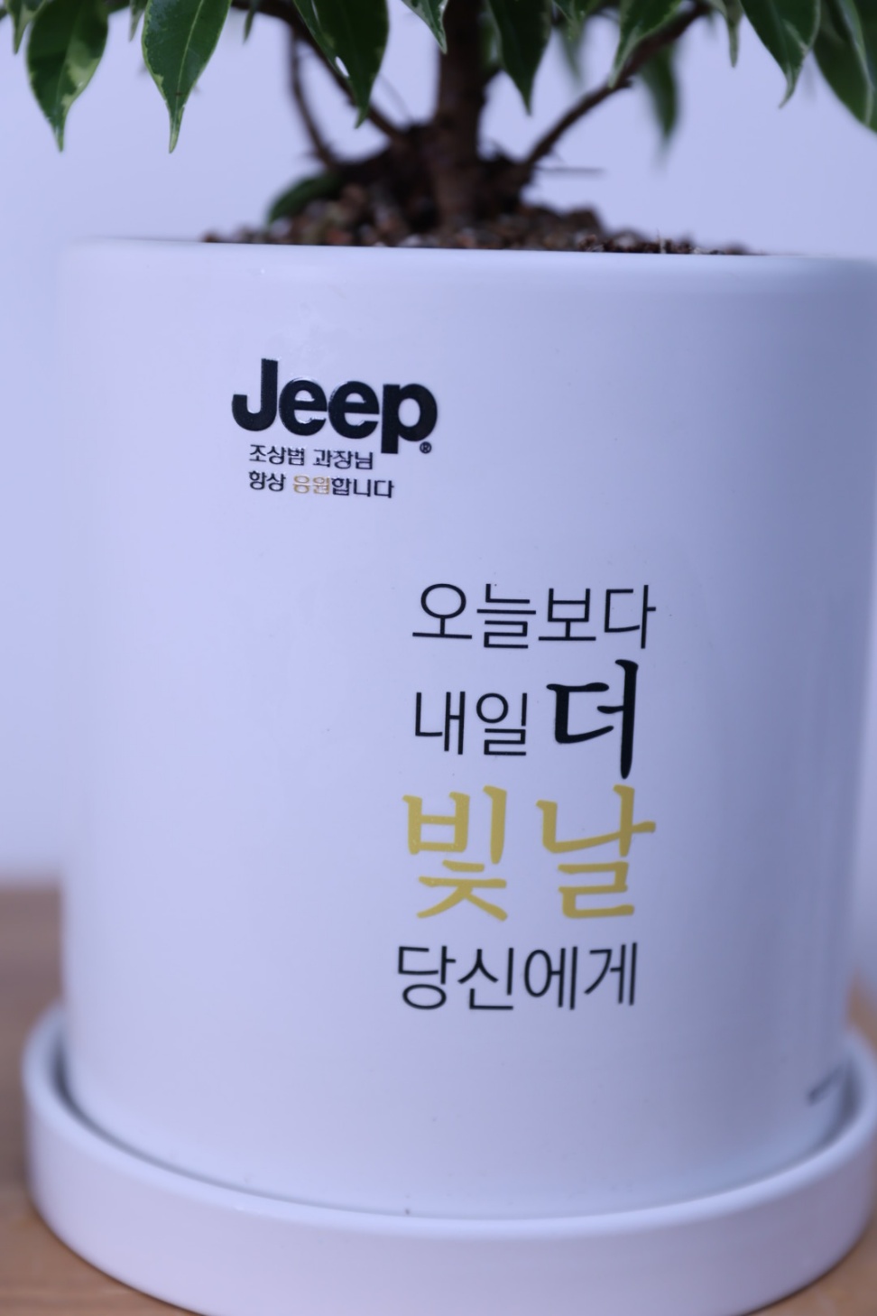 (녹보수 여인초) 대형 메세지 개업축하선물 합격 화분 승진 - 상세 이미지 3