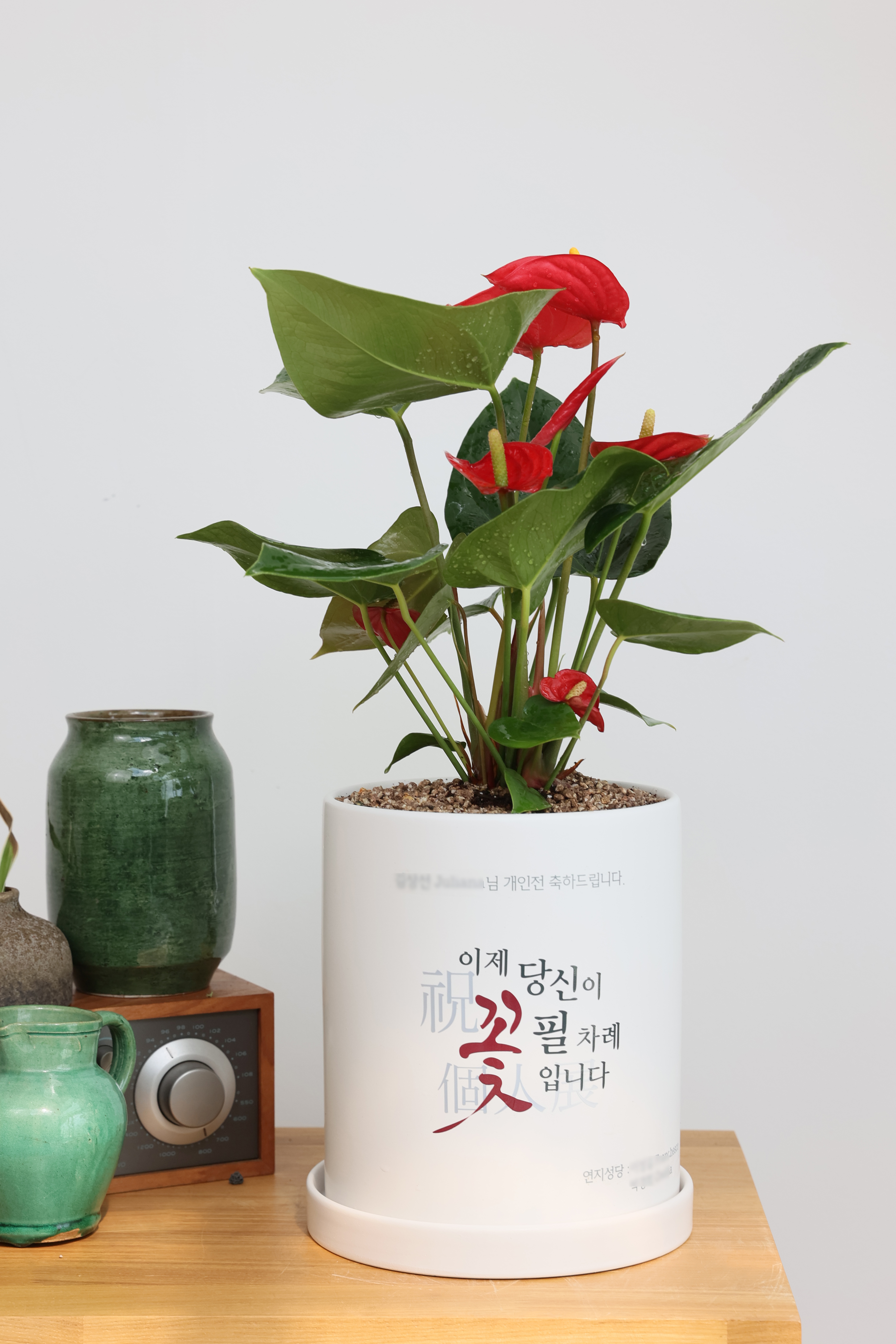 (안스리움) 합격 축하화분선물 개업문구 메세지화분 - 상품 이미지