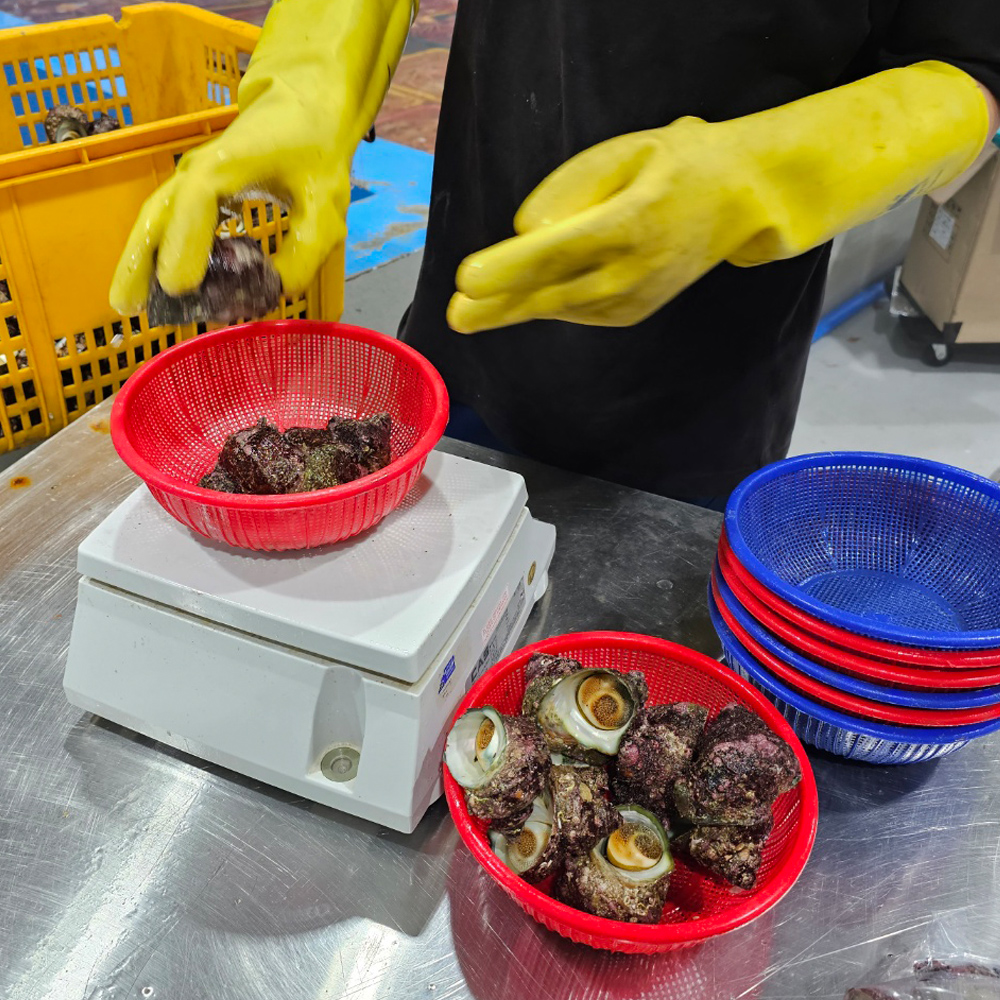 성이수산  동해안 해녀가 직접 채취한 자연산 뿔소라 1kg : 산지직송 성이수산