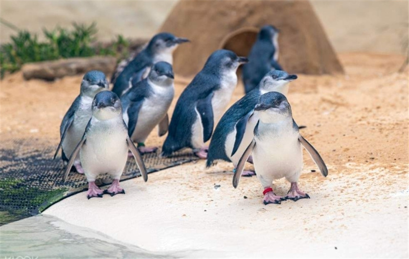 시드니 블루 마운틴 일일 투어 이미지 3