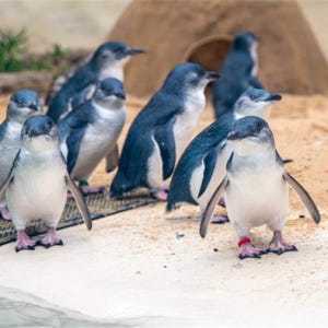 시드니 블루 마운틴 일일 투어 솔직 후기 | 실사용자 리뷰 분석 - 상품 이미지 3