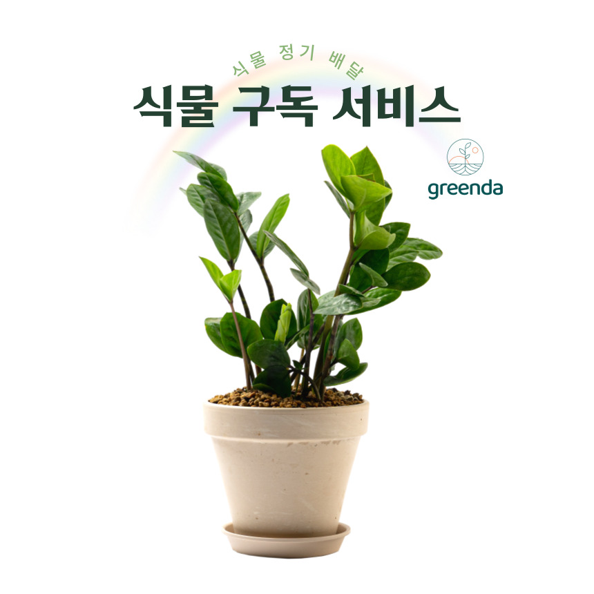 식물정기구독 서비스, 계절화분선물 식물인테리어 - 상품 이미지