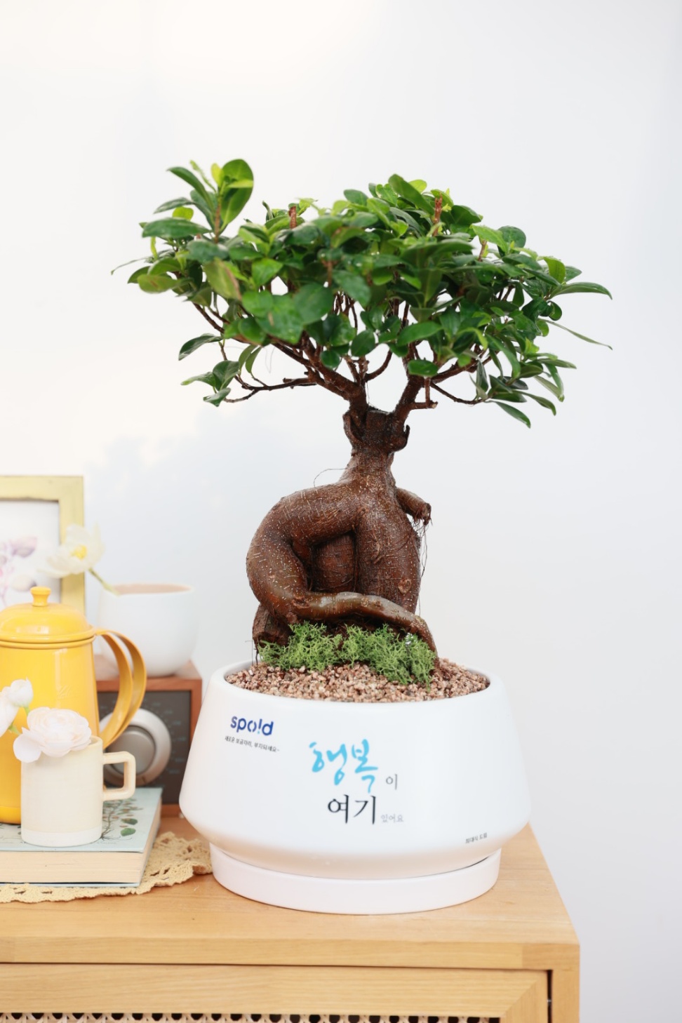(안스리움) 합격 축하화분선물 개업문구 메세지화분 - 상세 이미지 3