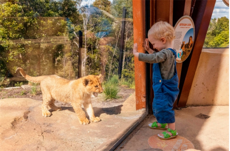 호주 시드니 타롱가 동물원 티켓 이미지 3