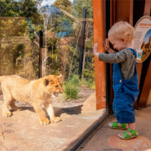 호주 시드니 타롱가 동물원 티켓 솔직 후기 | 실사용자 리뷰 분석 - 상품 이미지 3
