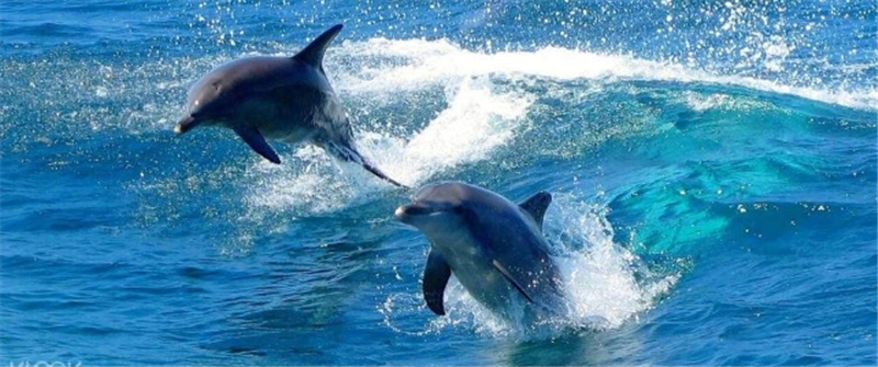 시드니  포트 스티븐스 일일 투어 (시드니 출발) 이미지 3