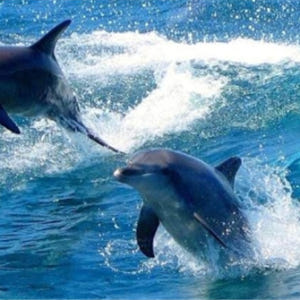 시드니  포트 스티븐스 일일 투어 (시드니 출발) 솔직 후기 | 실사용자 리뷰 분석 - 상품 이미지 3