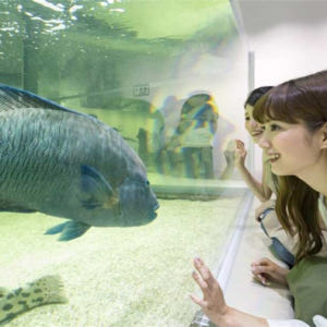 일본 【입장권】오사카 NIFREL 뮤지엄 입장권 솔직 후기 | 실사용자 리뷰 분석 - 상품 이미지 4