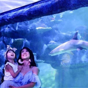 호주 시드니 씨라이프 아쿠아리움 입장권 솔직 후기 | 실사용자 리뷰 분석 - 상품 이미지 1