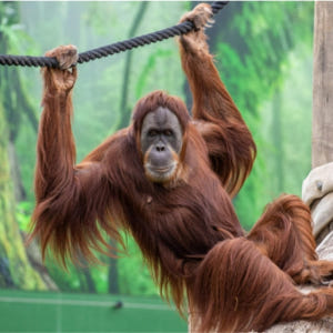 시드니 동물원 입장권 솔직 후기 | 실사용자 리뷰 분석 - 상품 이미지 4