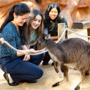 시드니 야생동물원 입장권 솔직 후기 | 실사용자 리뷰 분석 - 상품 이미지 4