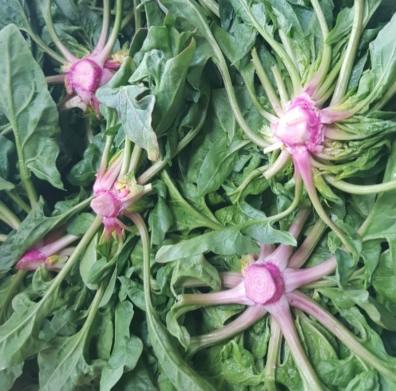 비금도섬초 희농산 스토어 로고