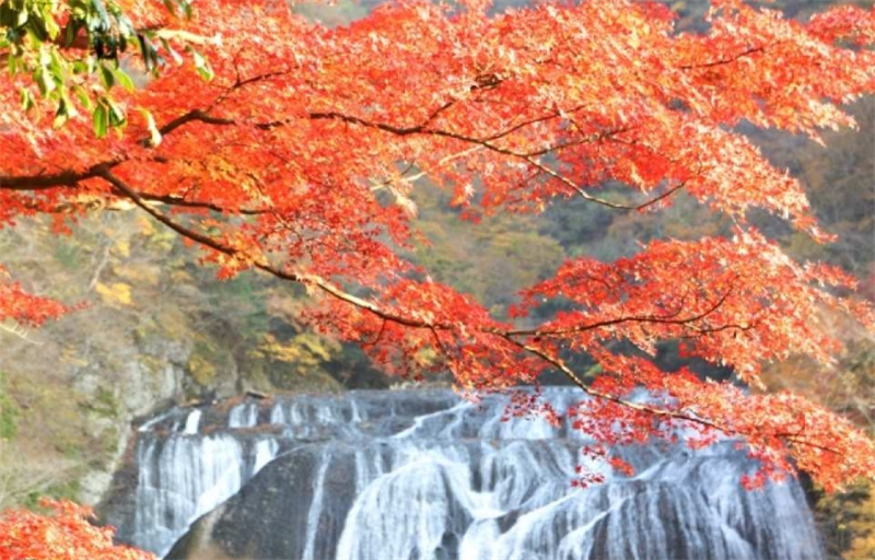 일본 이바라키 단풍놀이 | 후쿠로다 폭포 & 츠키요 폭포 & 하나누키 계... 솔직 후기 | 실사용자 리뷰 분석 - 대표 이미지