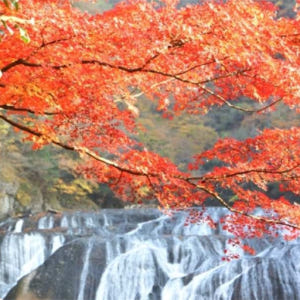 일본 이바라키 단풍놀이 | 후쿠로다 폭포 & 츠키요 폭포 & 하나누키 계... 솔직 후기 | 실사용자 리뷰 분석 - 상품 이미지 1