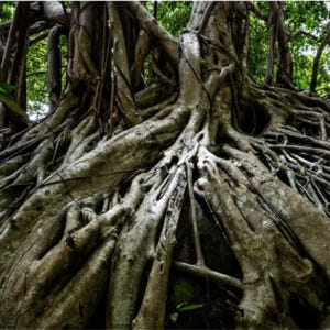 캄보디아 쿨렌 폭포 일일 투어 솔직 후기 | 실사용자 리뷰 분석 - 상품 이미지 3