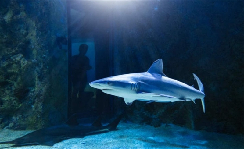 호주 시드니 씨라이프 아쿠아리움 입장권 이미지 3