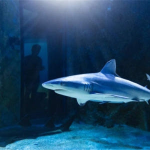 호주 시드니 씨라이프 아쿠아리움 입장권 솔직 후기 | 실사용자 리뷰 분석 - 상품 이미지 3