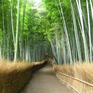 일본 교토 단풍여행 | 톈류지  아라시야마 도호쿠지 (교토역 출발) 솔직 후기 | 실사용자 리뷰 분석 - 상품 이미지 4