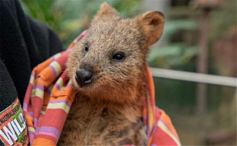 시드니 야생동물원 입장권 이미지 3