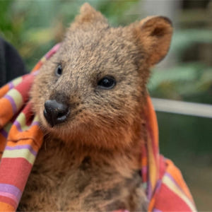 시드니 야생동물원 입장권 솔직 후기 | 실사용자 리뷰 분석 - 상품 이미지 3