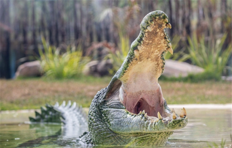 시드니 동물원 입장권 이미지 3