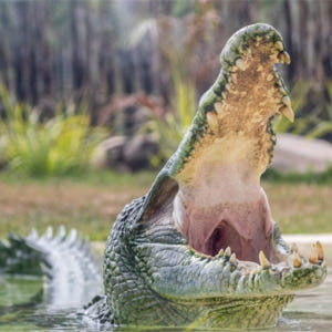 시드니 동물원 입장권 솔직 후기 | 실사용자 리뷰 분석 - 상품 이미지 3