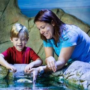 호주 시드니 씨라이프 아쿠아리움 입장권 솔직 후기 | 실사용자 리뷰 분석 - 상품 이미지 4